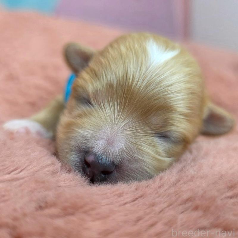 販売中の愛知県のマルプー:マルチーズ×トイプードル-453690の3枚目