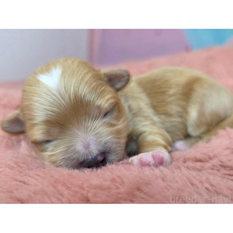 販売中の愛知県のマルプー:マルチーズ×トイプードル-453690の2枚目