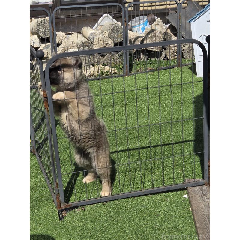 販売中の福岡県のミックス犬-453688の3枚目