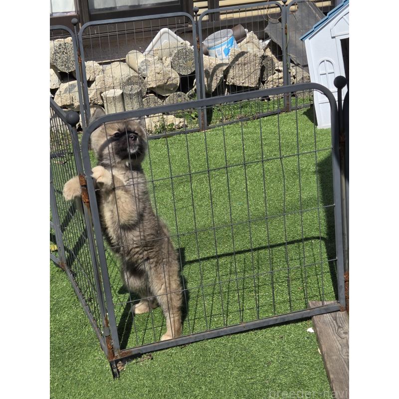 販売中の福岡県のミックス犬-453688の2枚目