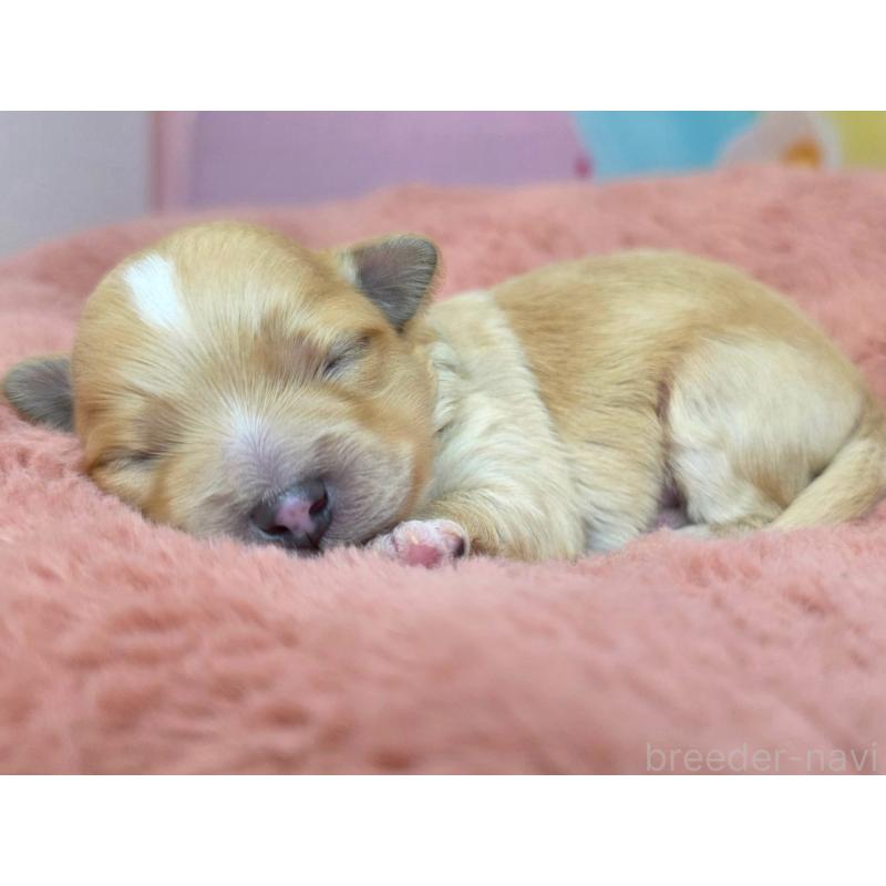 販売中の愛知県のマルプー:マルチーズ×トイプードル-453691の3枚目