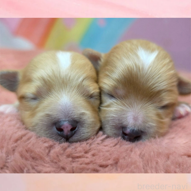 販売中の愛知県のマルプー:マルチーズ×トイプードル-453691の2枚目