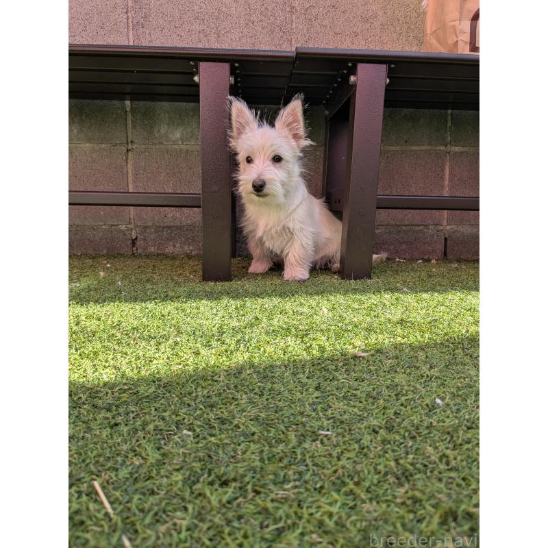 販売中の千葉県のミックス犬-435999の3枚目