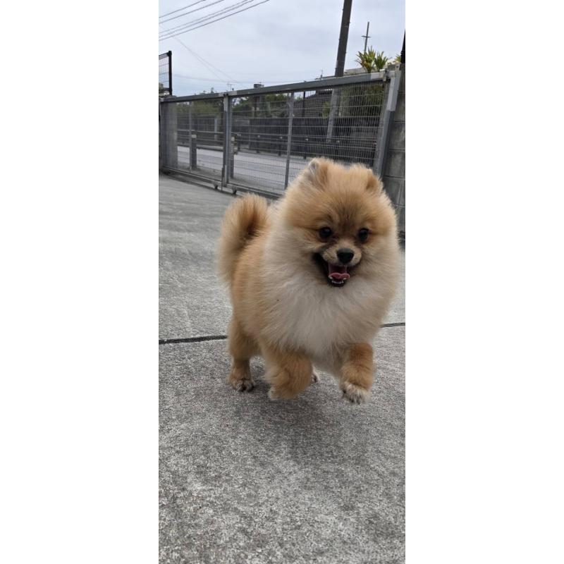 販売中の沖縄県のポメラニアン-446185の10枚目