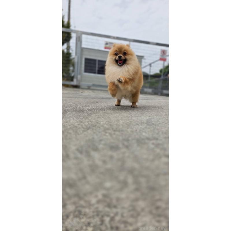 販売中の沖縄県のポメラニアン-446185の9枚目