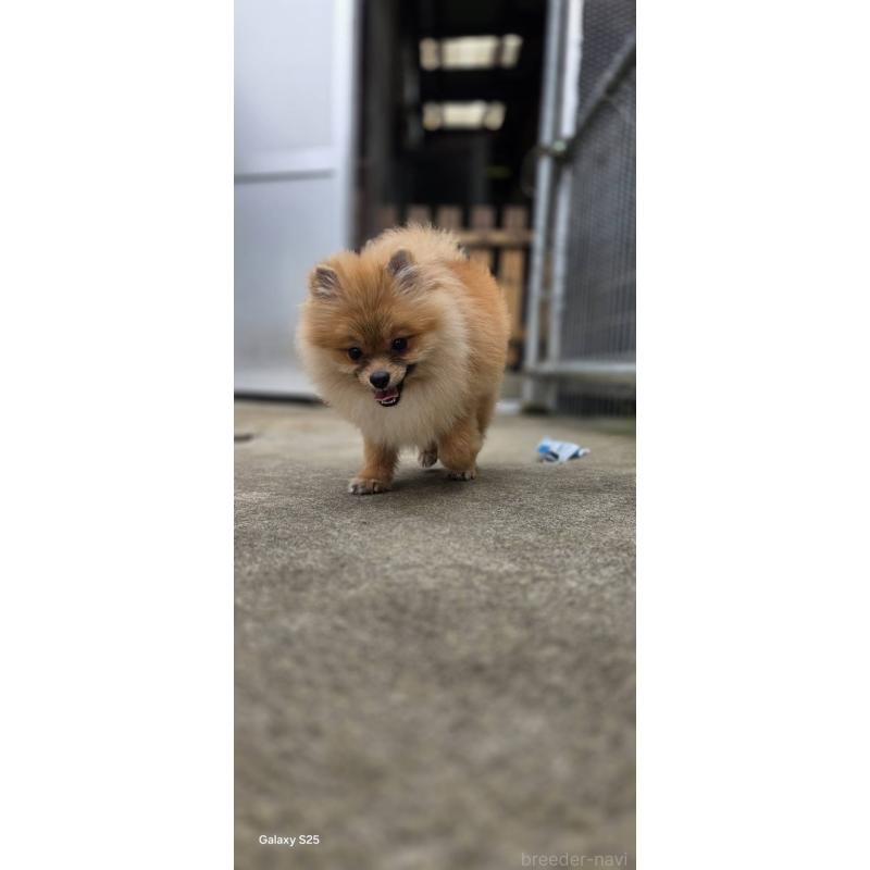 販売中の沖縄県のポメラニアン-446185の8枚目