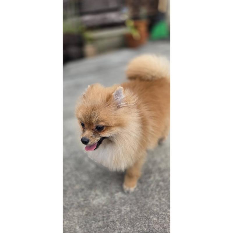 販売中の沖縄県のポメラニアン-446185の7枚目