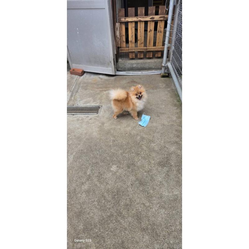 販売中の沖縄県のポメラニアン-446185の6枚目