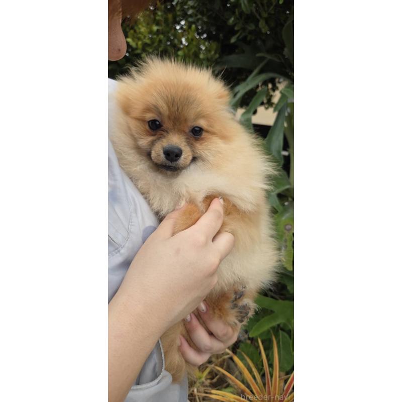 販売中の沖縄県のポメラニアン-446185の5枚目