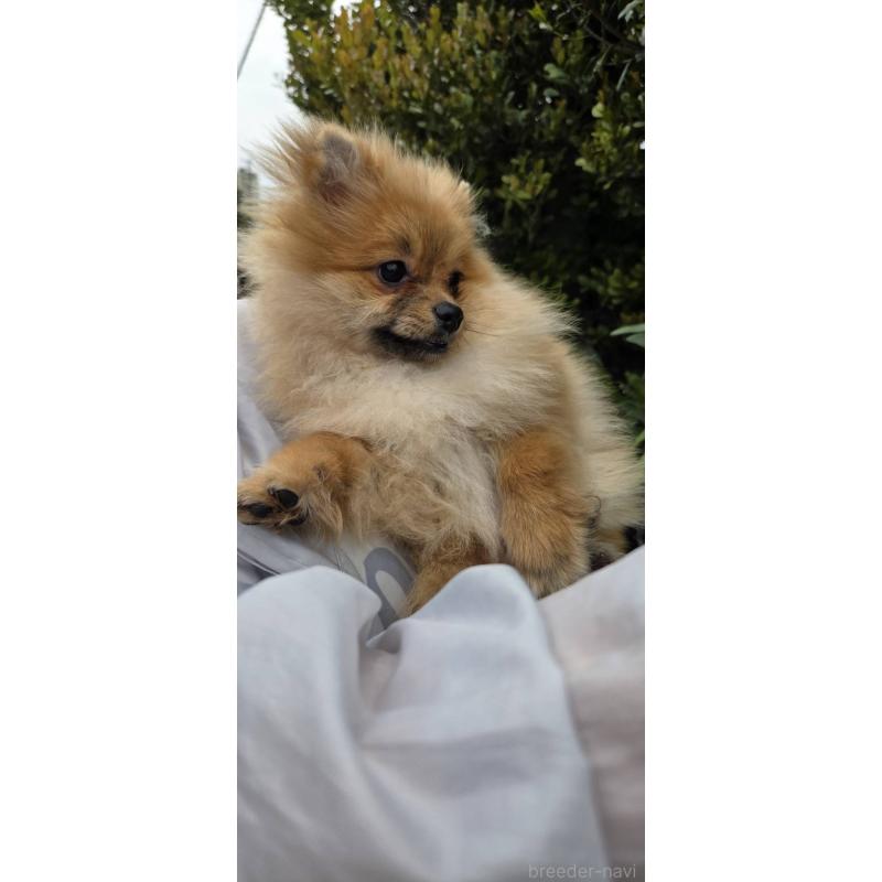 販売中の沖縄県のポメラニアン-446185の4枚目