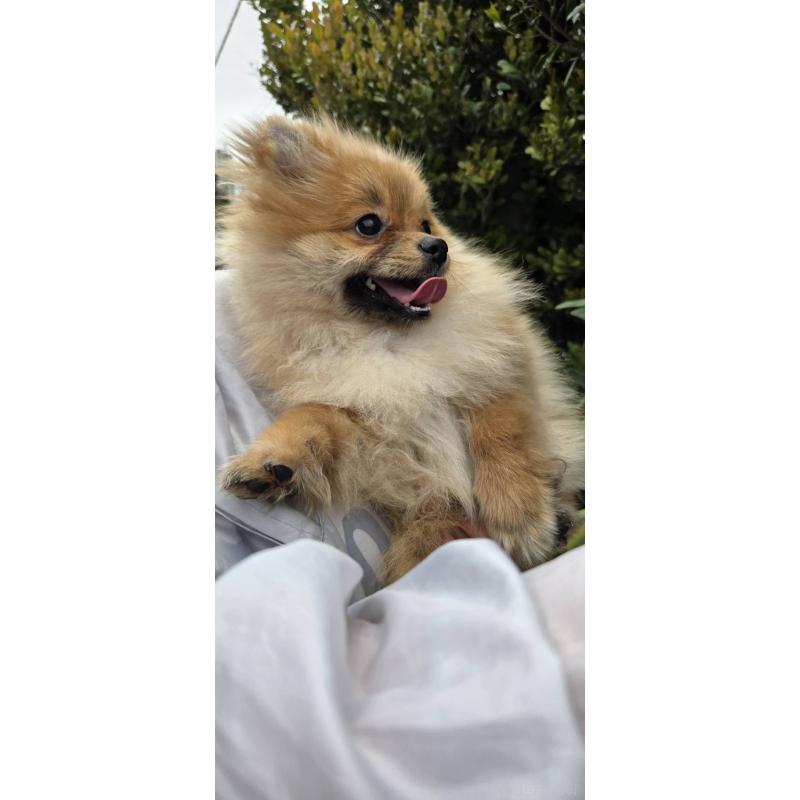 販売中の沖縄県のポメラニアン-446185の3枚目