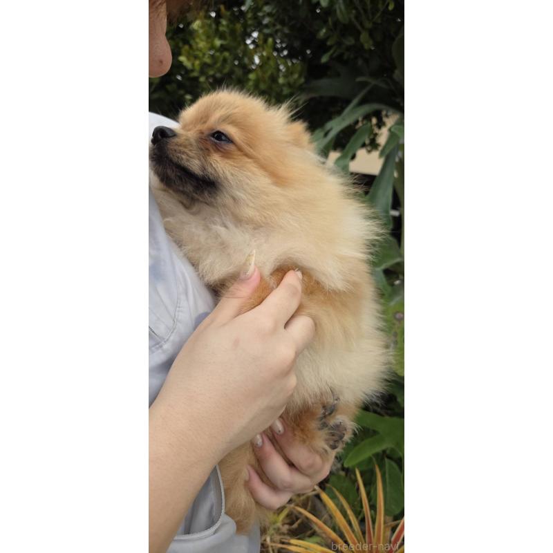 販売中の沖縄県のポメラニアン-446185の2枚目