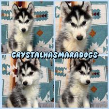 オンライン見学