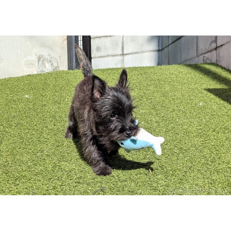 販売中の千葉県のミックス犬-435990の7枚目