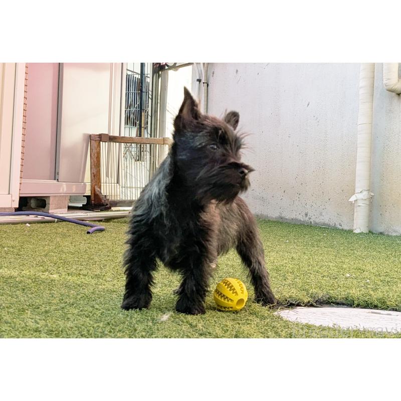 販売中の千葉県のミックス犬-435990の6枚目