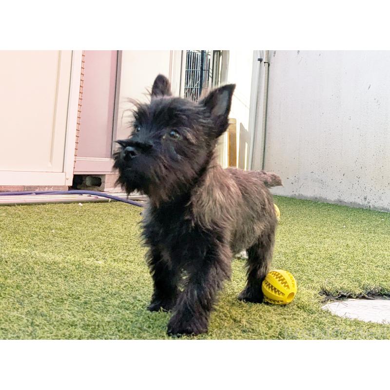 販売中の千葉県のミックス犬-435990の5枚目