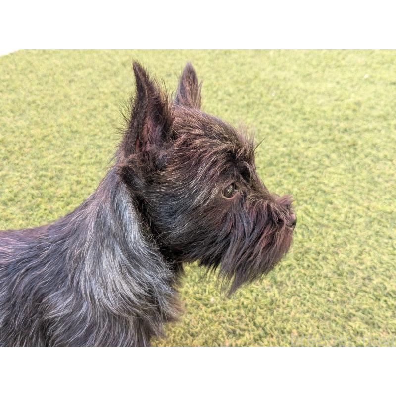 販売中の千葉県のミックス犬-435990の4枚目