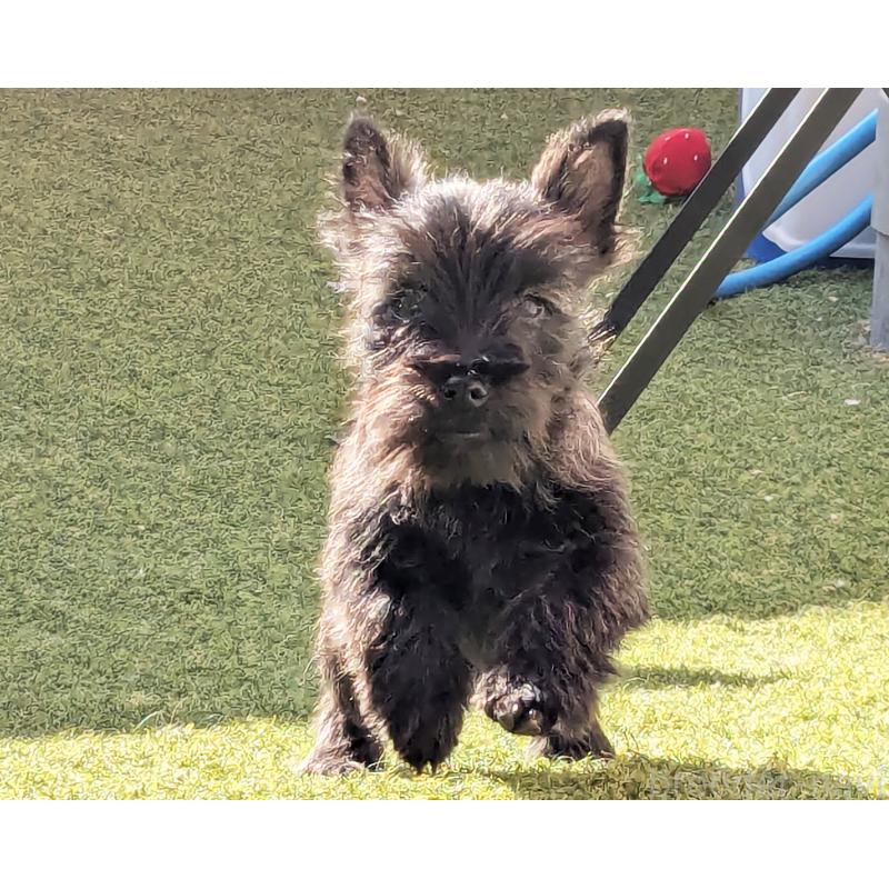 販売中の千葉県のミックス犬-435990の3枚目