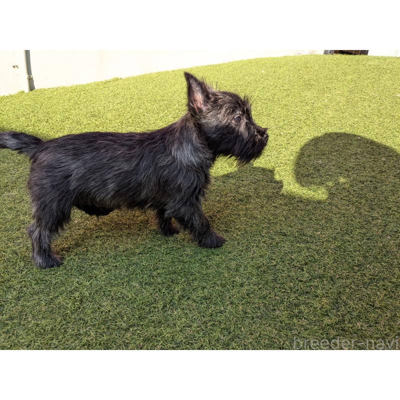 販売中の千葉県のミックス犬-435990の2枚目