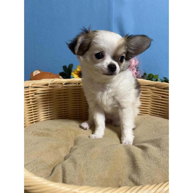 販売中の福岡県のチワワ(ロングコート)-445730の10枚目