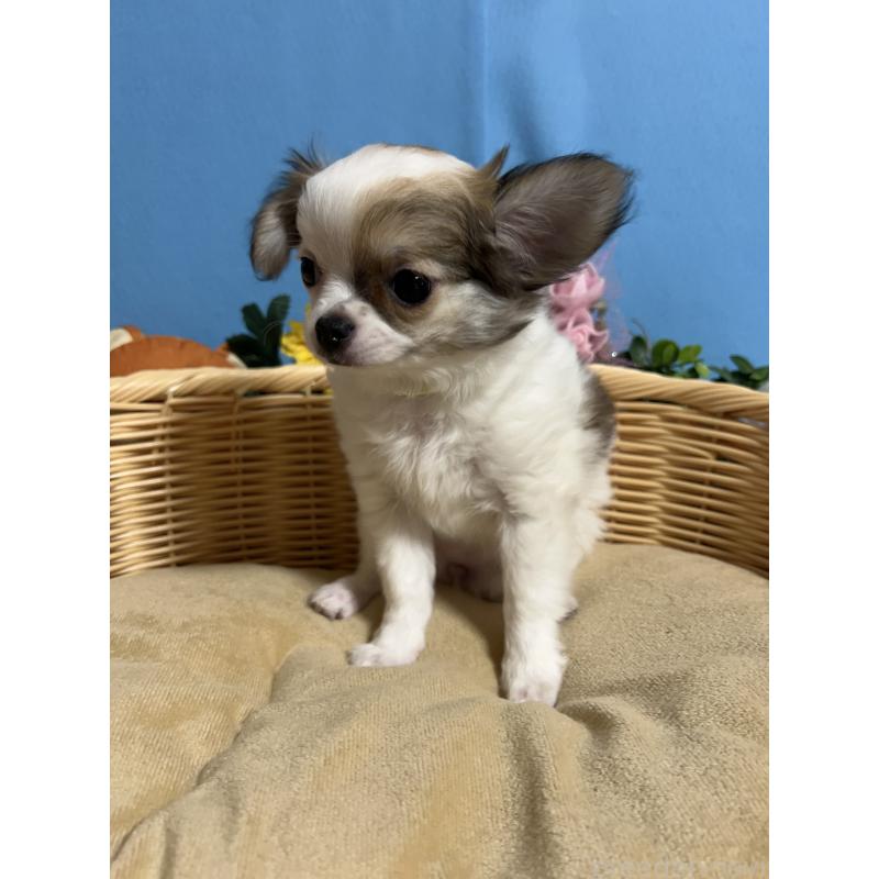 販売中の福岡県のチワワ(ロングコート)-445730の9枚目