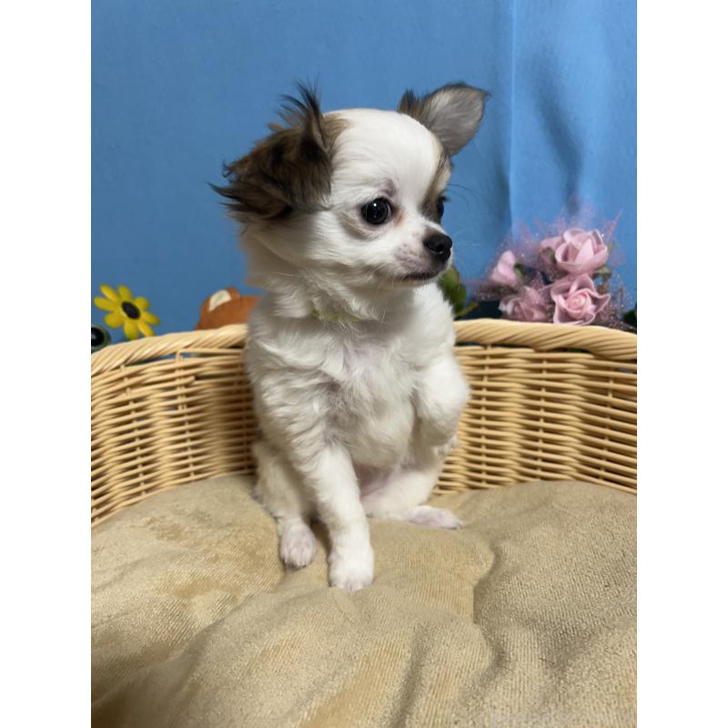 販売中の福岡県のチワワ(ロングコート)-445730の8枚目