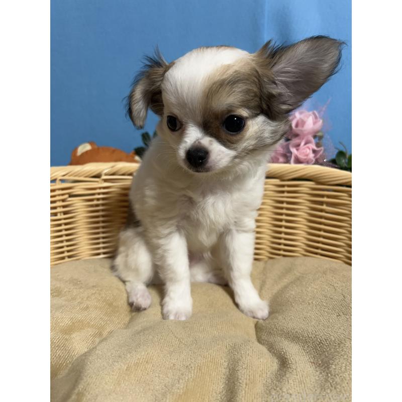 販売中の福岡県のチワワ(ロングコート)-445730の7枚目