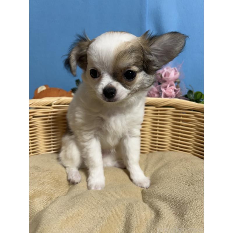 販売中の福岡県のチワワ(ロングコート)-445730の6枚目