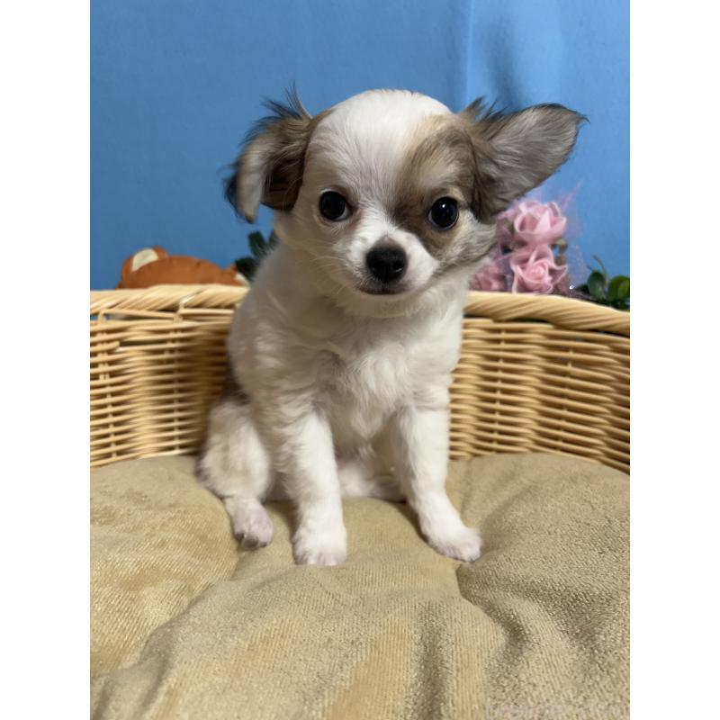 販売中の福岡県のチワワ(ロングコート)-445730の5枚目