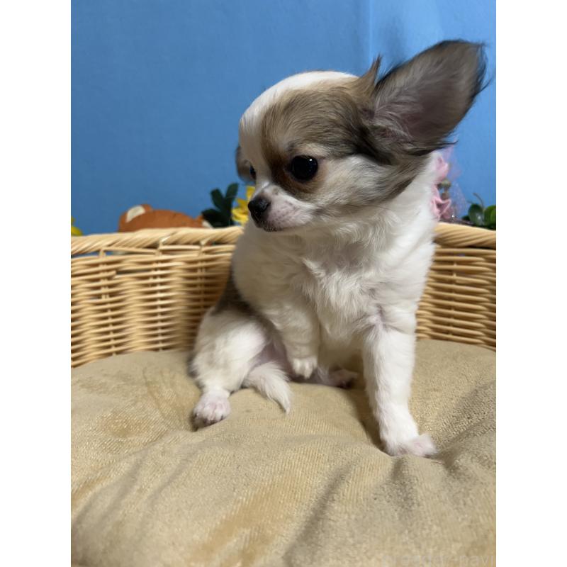 販売中の福岡県のチワワ(ロングコート)-445730の4枚目