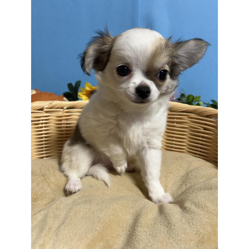 販売中の福岡県のチワワ(ロングコート)-445730の3枚目