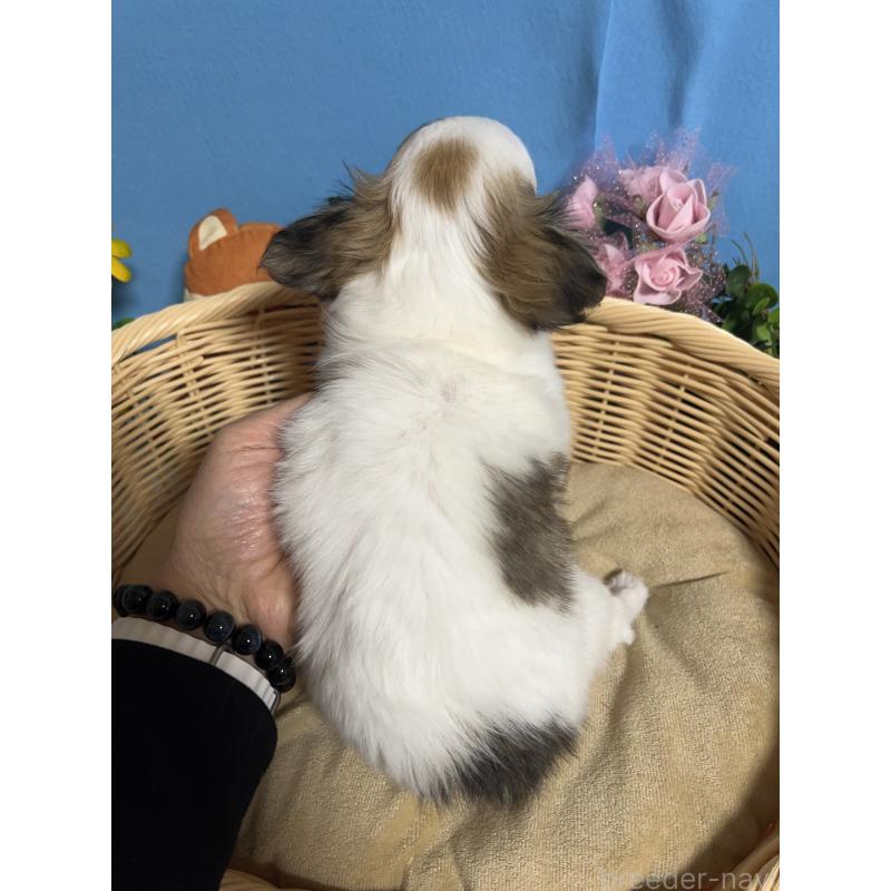 販売中の福岡県のチワワ(ロングコート)-445730の2枚目