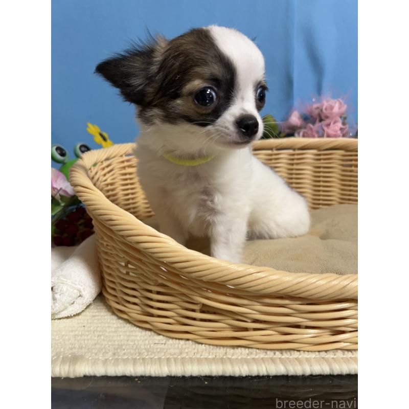 販売中の福岡県のチワワ(ロングコート)-445729の9枚目