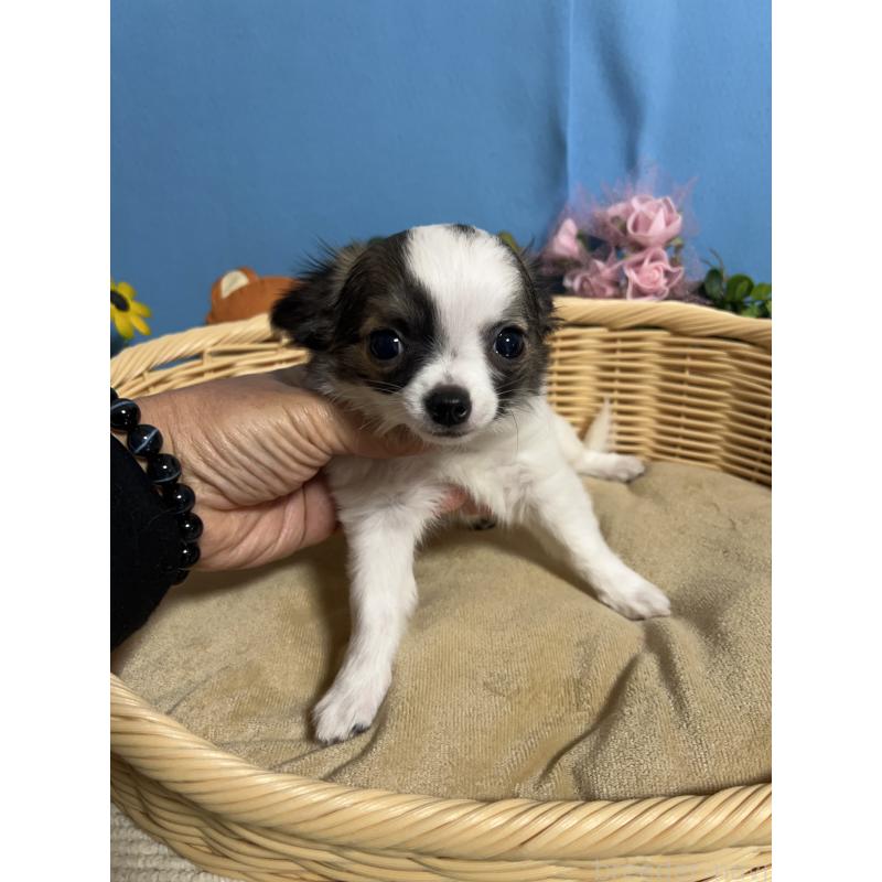 販売中の福岡県のチワワ(ロングコート)-445729の8枚目