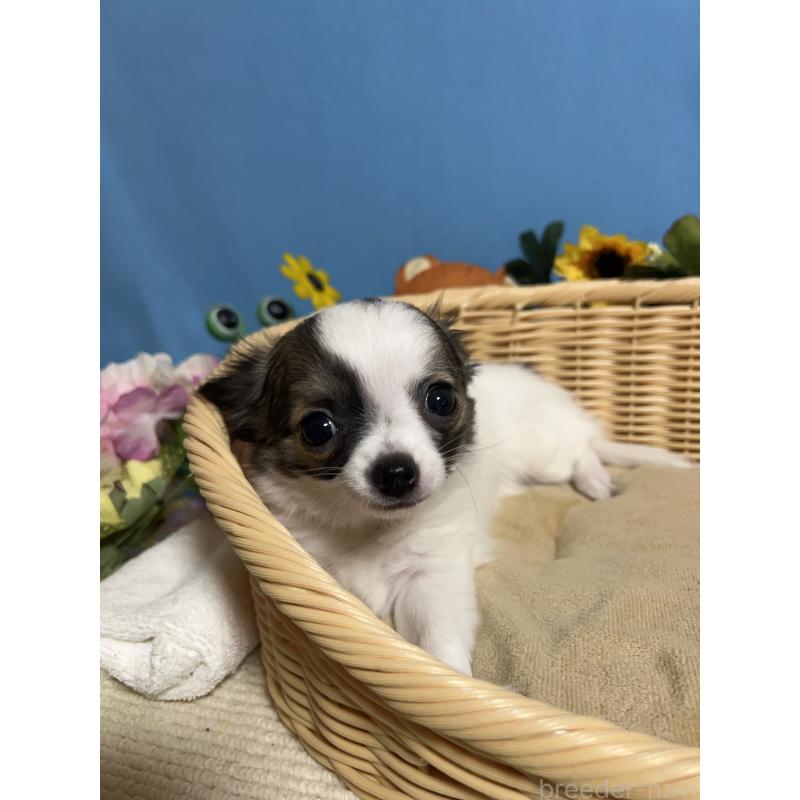 販売中の福岡県のチワワ(ロングコート)-445729の7枚目