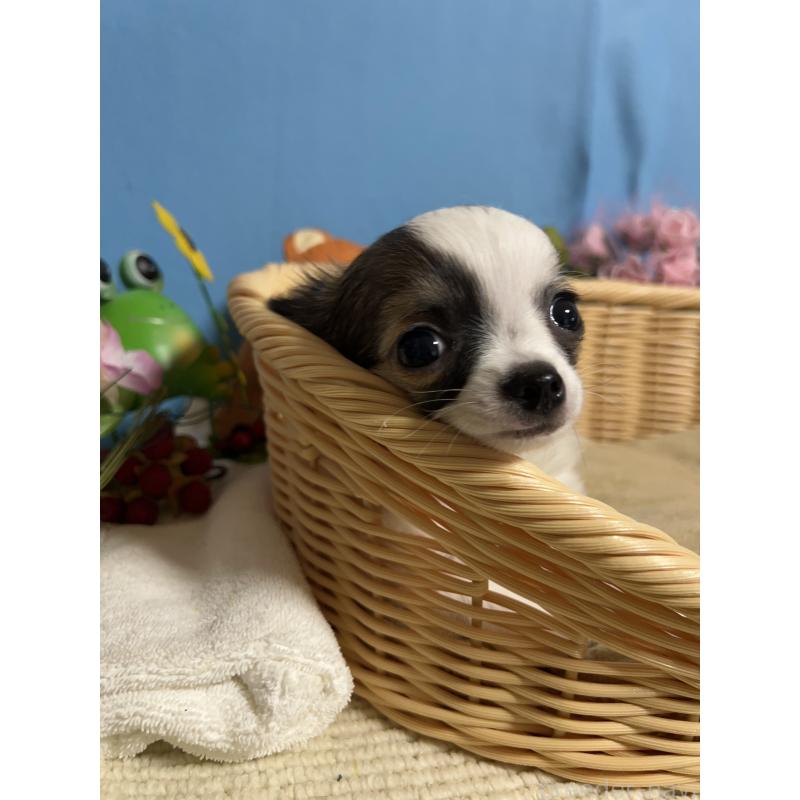 販売中の福岡県のチワワ(ロングコート)-445729の6枚目