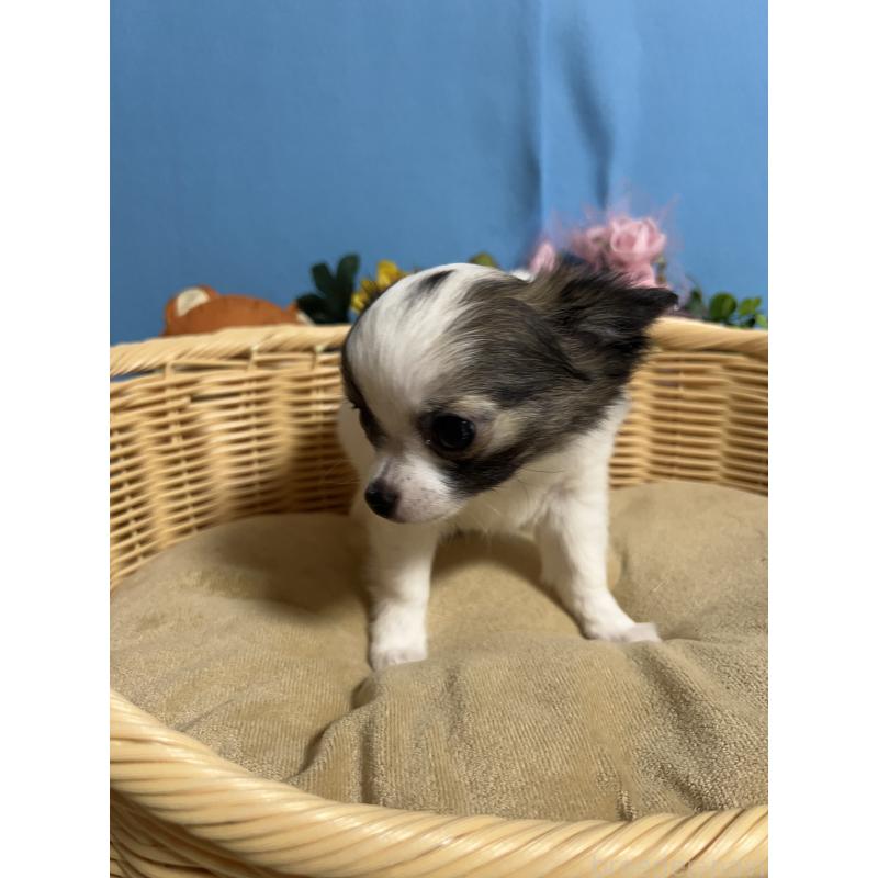 販売中の福岡県のチワワ(ロングコート)-445729の3枚目