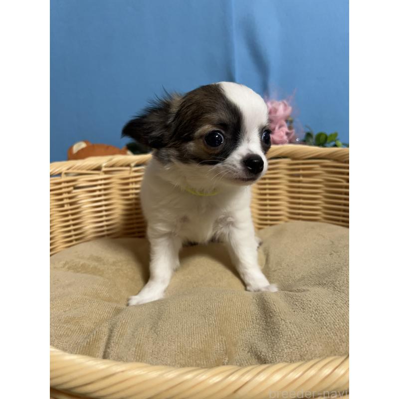 販売中の福岡県のチワワ(ロングコート)-445729の2枚目