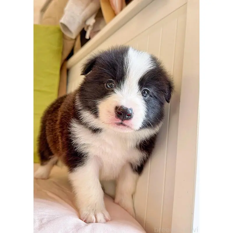 販売中の岐阜県のボーダーコリー-453692の15枚目