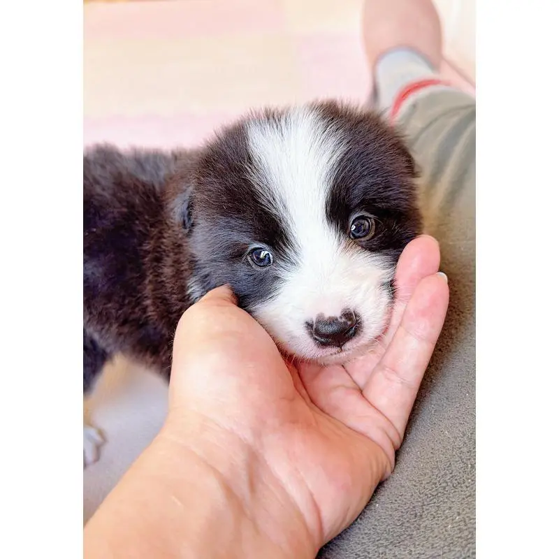 販売中の岐阜県のボーダーコリー-453692の14枚目