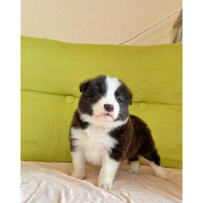 販売中の岐阜県のボーダーコリー-453692の13枚目