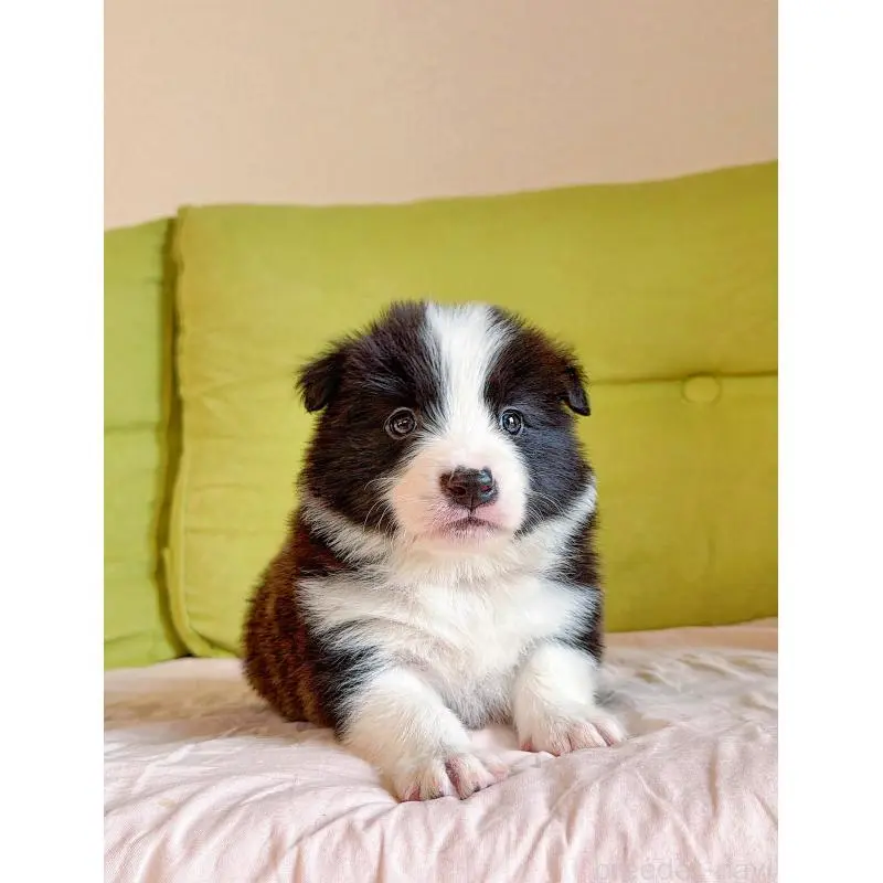 販売中の岐阜県のボーダーコリー-453692の12枚目