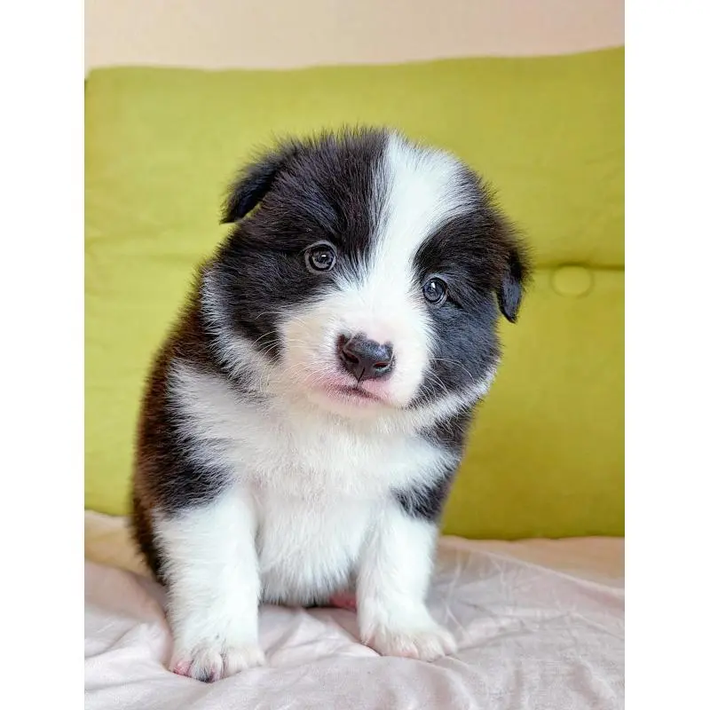 販売中の岐阜県のボーダーコリー-453692の10枚目