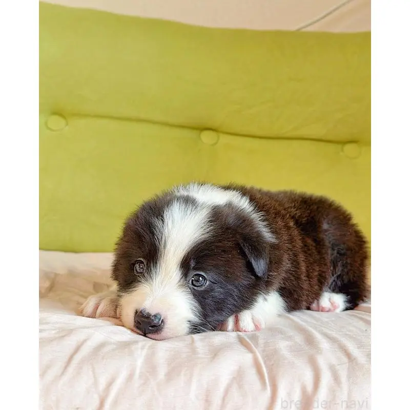 販売中の岐阜県のボーダーコリー-453692の9枚目