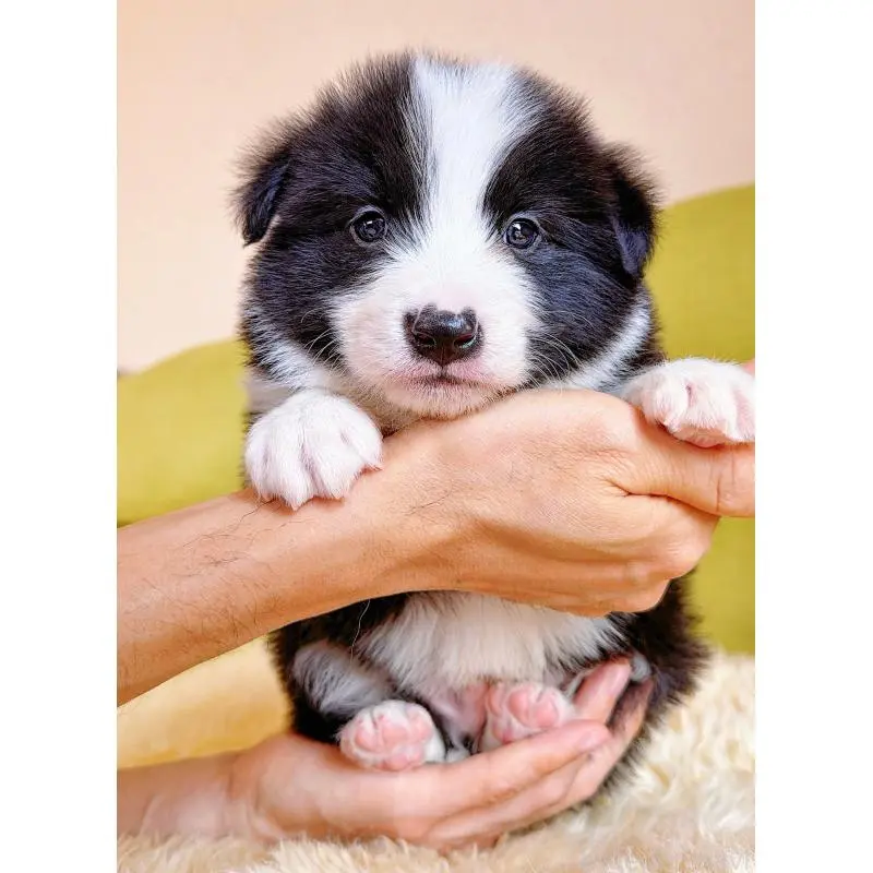 販売中の岐阜県のボーダーコリー-453692の7枚目