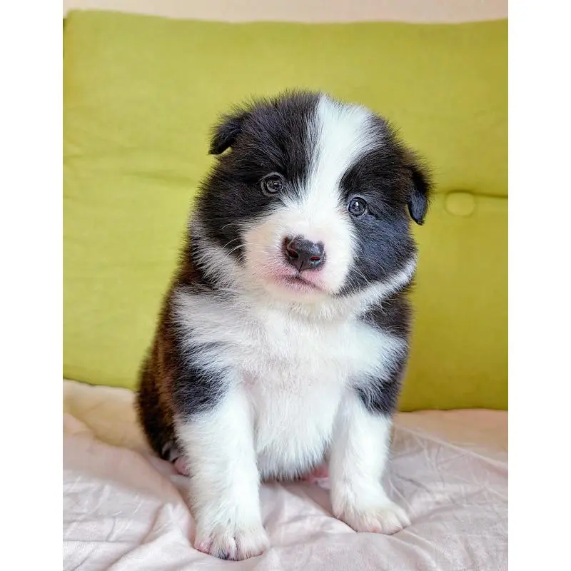 販売中の岐阜県のボーダーコリー-453692の6枚目