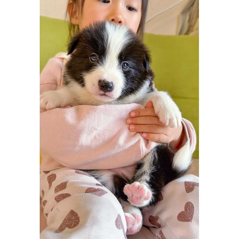 販売中の岐阜県のボーダーコリー-453692の5枚目