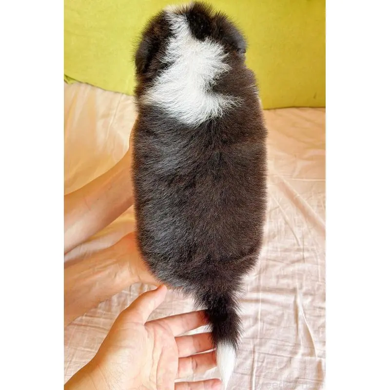 販売中の岐阜県のボーダーコリー-453692の3枚目