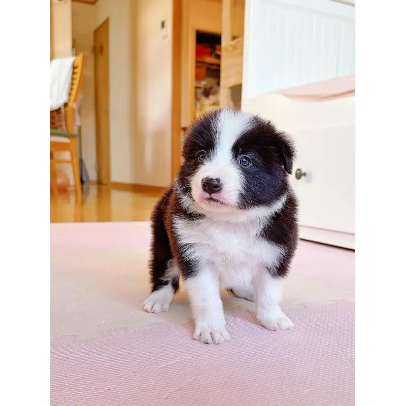 販売中の岐阜県のボーダーコリー-453692の2枚目