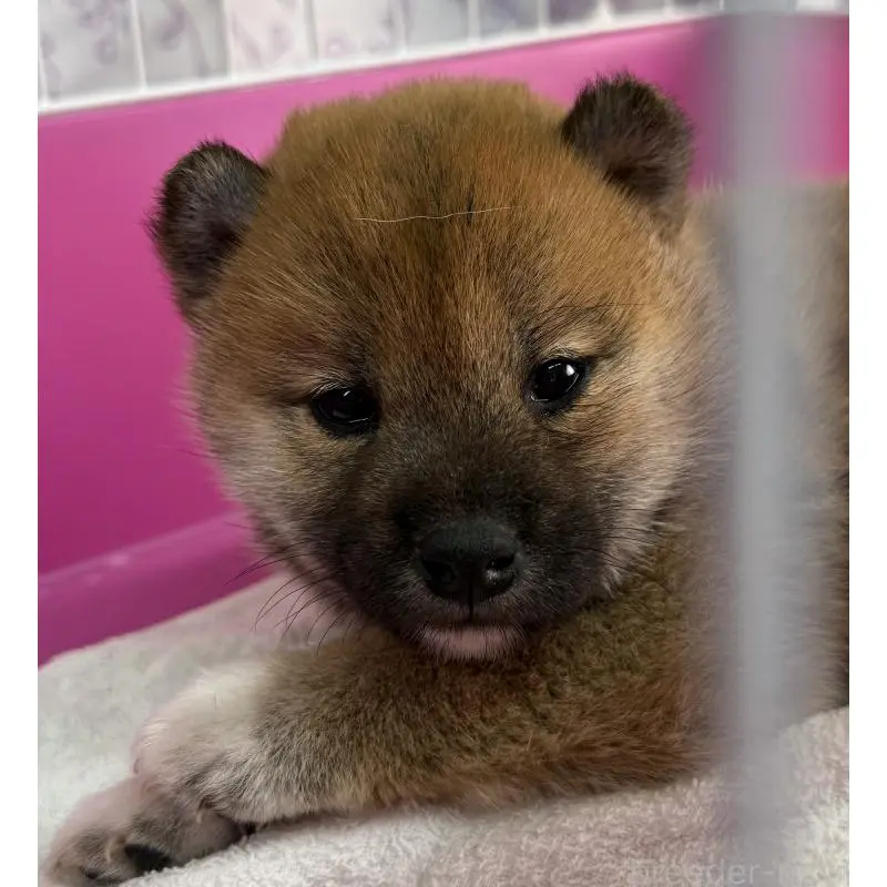 販売中の長野県の柴犬-453693の2枚目